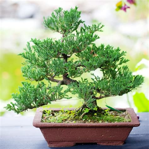 moisture meter juniper bonsai|best juniper bonsai trees.